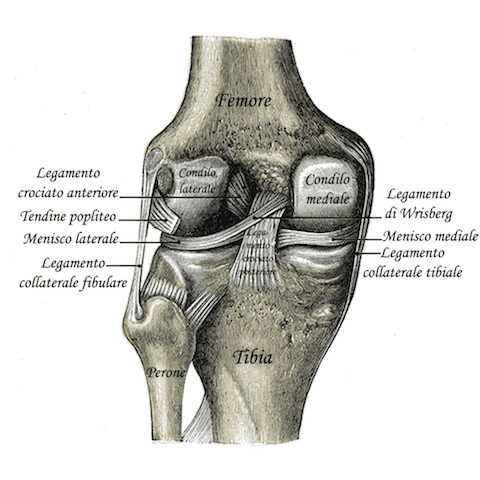 legamento crociato anteriore